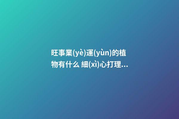 旺事業(yè)運(yùn)的植物有什么 細(xì)心打理皆可旺財(cái)